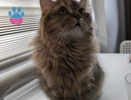 Norveç Orman Kedisi Kızımız eş arıyor