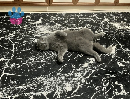 Scotish fold cinsi kedime eş arıyorum