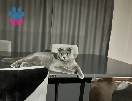 Scotish fold cinsi kedime eş arıyorum