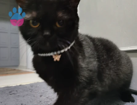 British Dişi Kedime Erkek Kedi Arıyorum