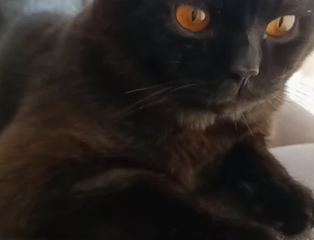 British Shorthair 3 Yaşında Oğluma Eş Arıyorum - 118974737