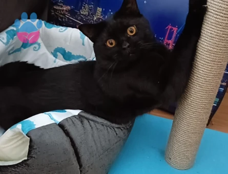 British Shorthair 3 Yaşında Oğluma Eş Arıyorum