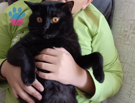 British Shorthair 3 Yaşında Oğluma Eş Arıyorum