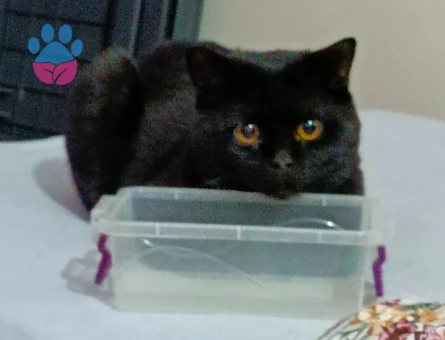 British Shorthair 3 Yaşında Oğluma Eş Arıyorum