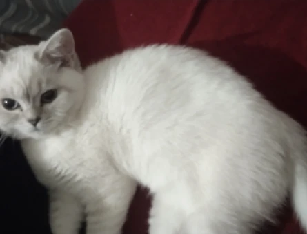 British Shorthair 1 Yaşında Kedim Eş Arıyor - 118974740