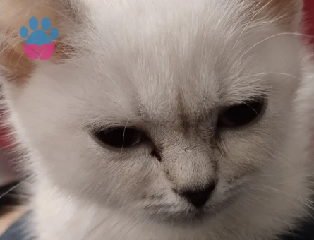 British Shorthair 1 Yaşında Kedim Eş Arıyor