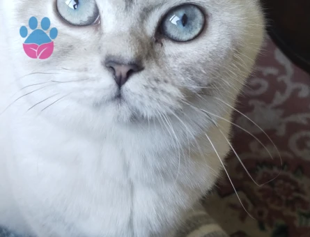 British Shorthair 1 Yaşında Kedim Eş Arıyor