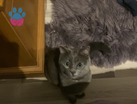 Dişi scotish short hair kedimize erkek arıyoruz