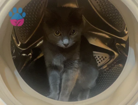 Dişi scotish short hair kedimize erkek arıyoruz