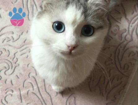 British Shorthair 7 Aylık Kızım Eş Arıyor