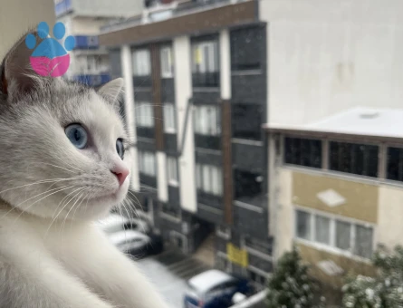 British Shorthair 7 Aylık Kızım Eş Arıyor