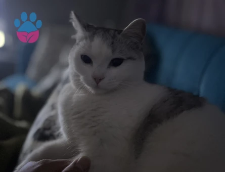 British Shorthair 7 Aylık Kızım Eş Arıyor