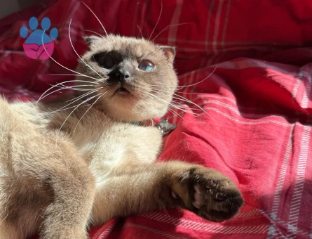 Scottish Fold 1 Yaşında Kedim Eş Arıyor