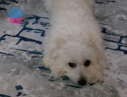 Maltese Terrier Yakışıklı Oğluma Eş Arıyorum