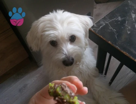 Maltese Terrier Yakışıklı Oğluma Eş Arıyorum