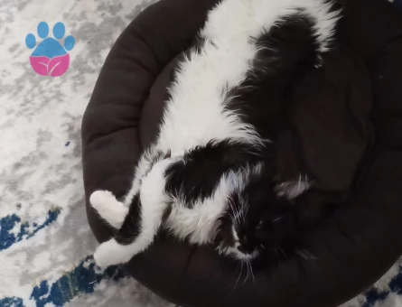 Siyam Oğluma Eş Arıyorum Kızgınlıkta