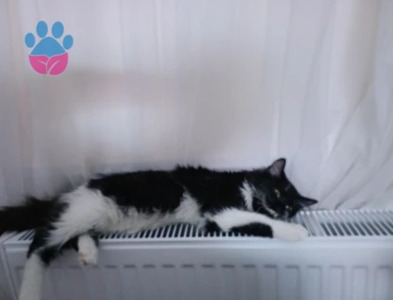 Siyam Oğluma Eş Arıyorum Kızgınlıkta