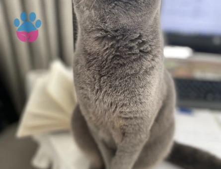 British Shorthair Kedime Dişi British Arıyoruz