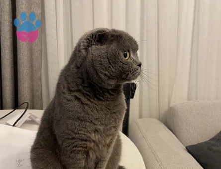 British Shorthair Kedime Dişi British Arıyoruz