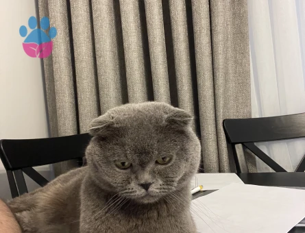 British Shorthair Kedime Dişi British Arıyoruz