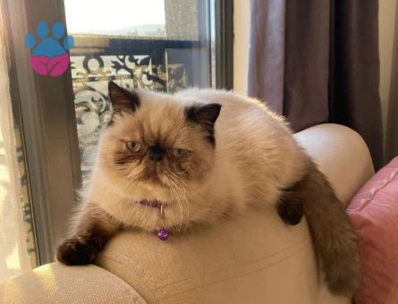 İran Kedisi Kızımıza Eş Arıyorum