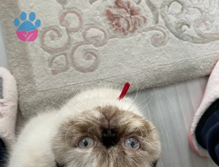 İran Kedisi Kızımıza Eş Arıyorum