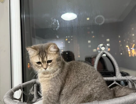 British Shorthair 11 Aylık Kedime Eş Arıyorum - 118974753
