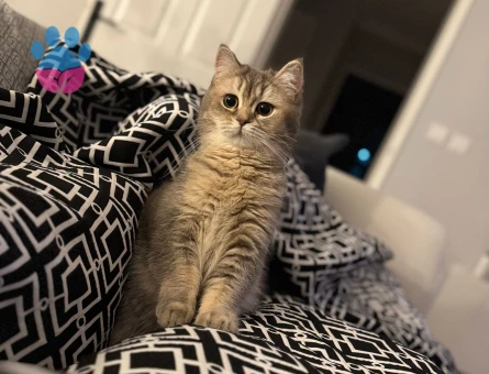 British Shorthair 11 Aylık Kedime Eş Arıyorum
