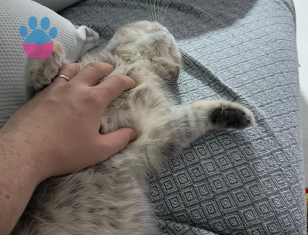 British Shorthair 11 Aylık Kedime Eş Arıyorum