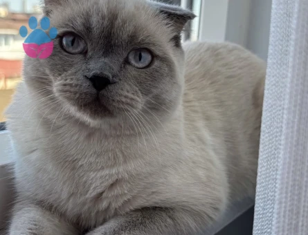 Scottish Fold Kedime eş arıyoruz