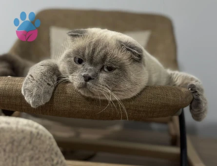 Scottish Fold Kedime eş arıyoruz