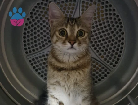 Dişi Tekir 10 Aylık Eş Arıyor