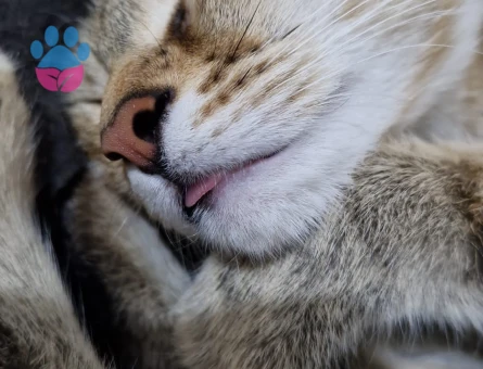 Dişi Tekir 10 Aylık Eş Arıyor