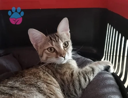 Dişi Tekir 10 Aylık Eş Arıyor