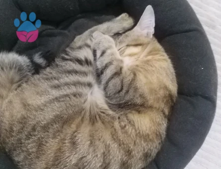 Dişi Tekir 10 Aylık Eş Arıyor