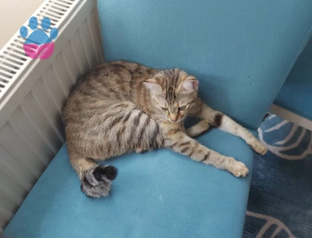 Dişi Tekir 10 Aylık Eş Arıyor