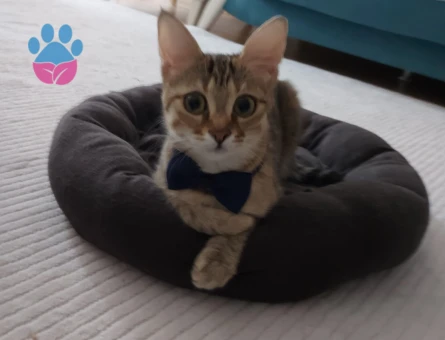 Dişi Tekir 10 Aylık Eş Arıyor