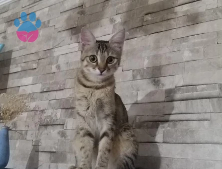 Dişi Tekir 10 Aylık Eş Arıyor