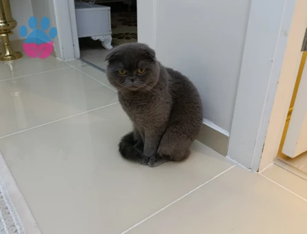 Kızımın kedisine eş arıyorum