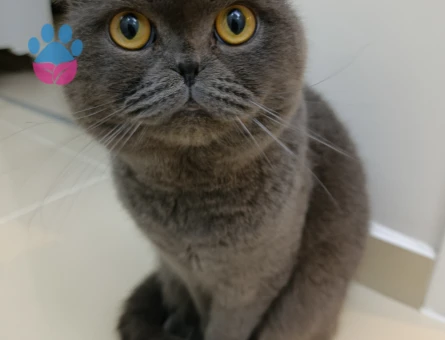 Kızımın kedisine eş arıyorum