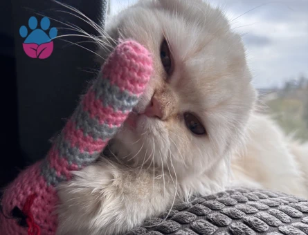 Kızıma sağlıklı bir eş arıyorum