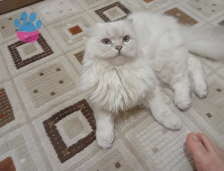 British Shorthair Kedimize Eş Arıyoruz