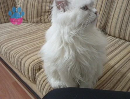 British Shorthair Kedimize Eş Arıyoruz