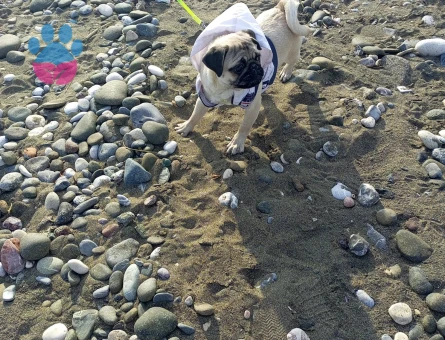 Pug 6 Aylık Eş Arıyor