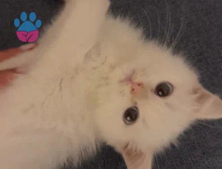 British Shorthair Charles Eş Arıyor