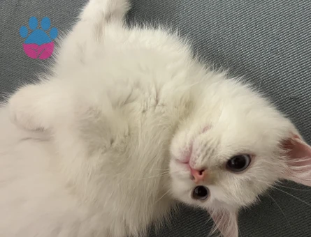 British Shorthair Charles Eş Arıyor