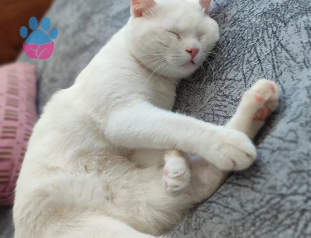 Oğlumuz Bulut'a eş arıyoruz