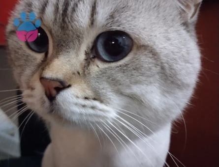 British Shorthair 1 Yaşında Eş Arıyor