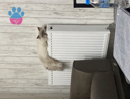 British Longhair Erkek Kedime Eş Arıyorum