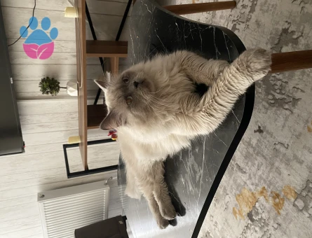 British Longhair Erkek Kedime Eş Arıyorum